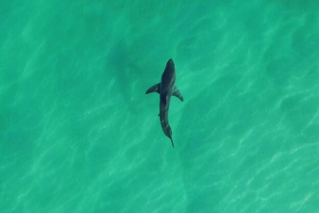 Drones to protect Australian beachgoers from sharks - ابتكر