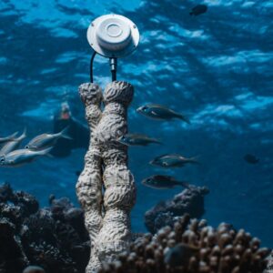 Underwater Speakers Bring Coral Reefs Back to Life