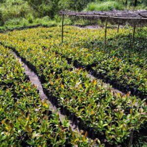 Citizens Adopt Trees: Freetown Grows Hope and Tracks It Through an App